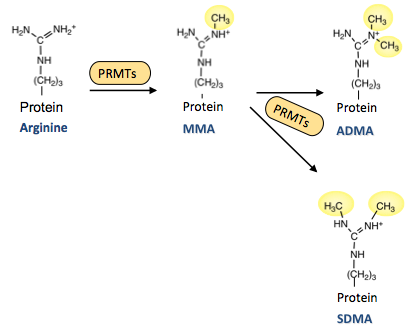 Arginine converted by PRMTs into MMA, then ADMA or SDMA